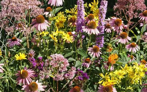 When To Plant Wildflowers Native Seeds Can Be Successfully Planted In Fall And Winter