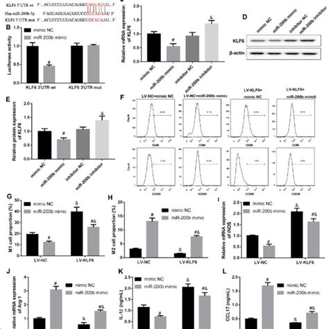 Mir B Regulated Macrophage Polarization Via Targeting Klf A And B