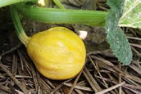 Squash Plant Lemon Squash Bug Resistant Organic Summer | Etsy