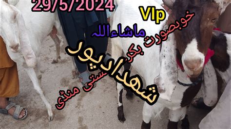 Bakra Mandi Shahdadpur Latest Update On Mt Amazing Goats Date 29 5