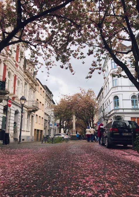 Bonn's Famous Heerstrasse Cherry Blossom Street – Kaptain Kenny Travel