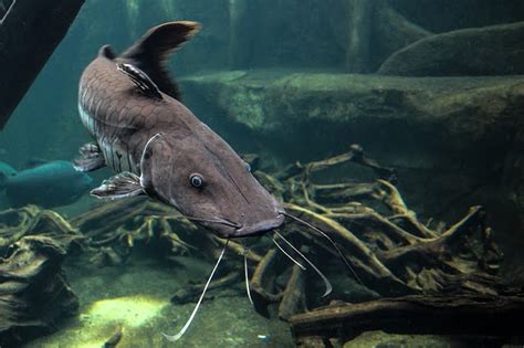 Arti Mimpi Melihat Ikan Lele Lengkap Dan Menurut Primbon Bysnis