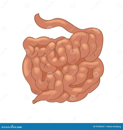 Intestino Delgado Humano Realístico Isolado No Fundo Branco Ilustração