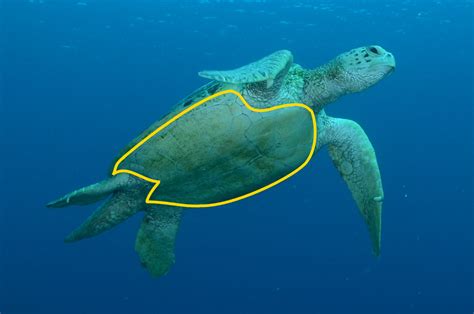 The Green Hawksbill And Loggerhead Turtle Three Beautiful Sea