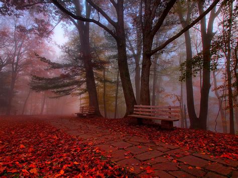 Serene Fall Forest Path Hd Wallpaper By Bill Fultz