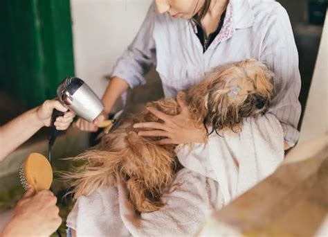 13 Ways On How To Control Dog Shedding