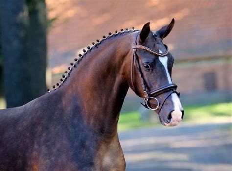 Hanoverian | Horses, Horse breeds, Warmblood horses