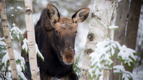 Sudbury News Aggressive Moose Removed From Windy Lake Park CTV News