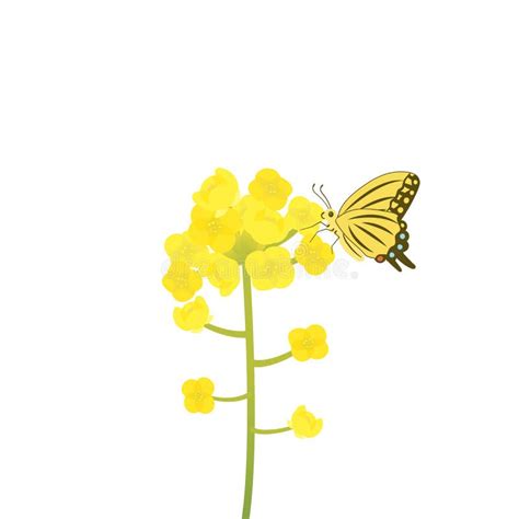 Flower Canola Stock Illustrations – 619 Flower Canola Stock ...