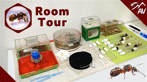 Ant Room Tour Antsvienna Winter Youtube