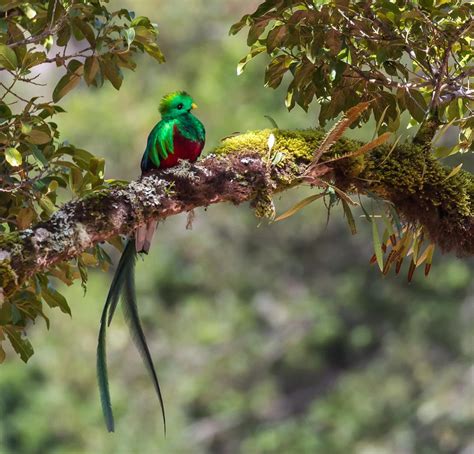 5 Fakta Resplendent Quetzal Burung Eksotis Endemik Amerika