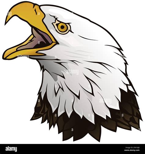 Bald Eagle Portrait Illustration Stock Vector Image & Art - Alamy