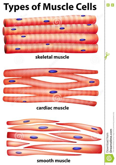 muscle tissue Diagram | Quizlet