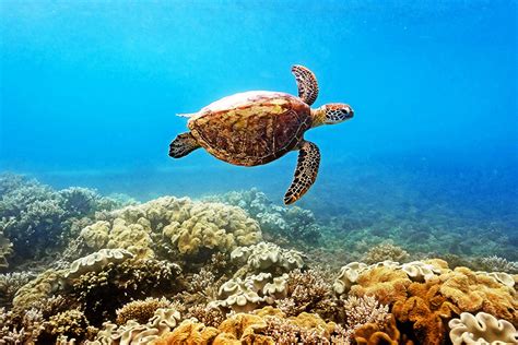 Where To See Turtles In Australia Fitzroy Island