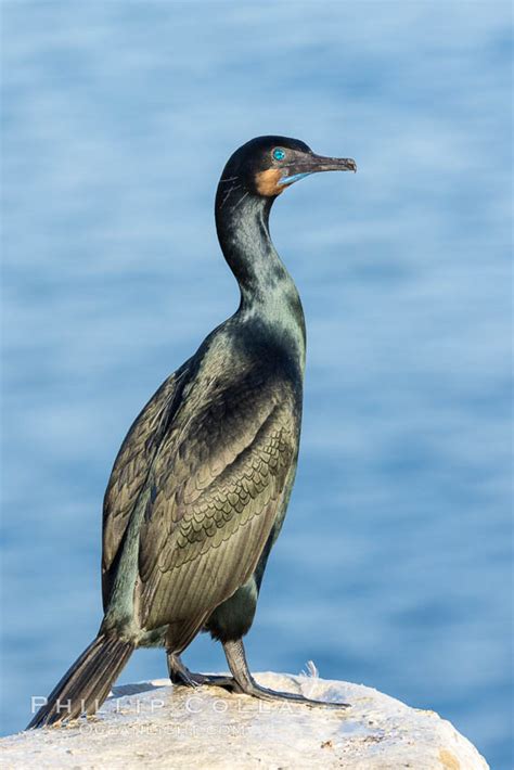 Brandt S Cormorant Portrait Phalacrocorax Penicillatus La Jolla