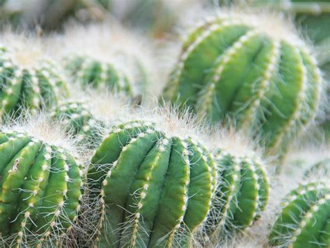 Cactus Plant Color Palette Swatcheses Stock Photo Image Of Cmyk