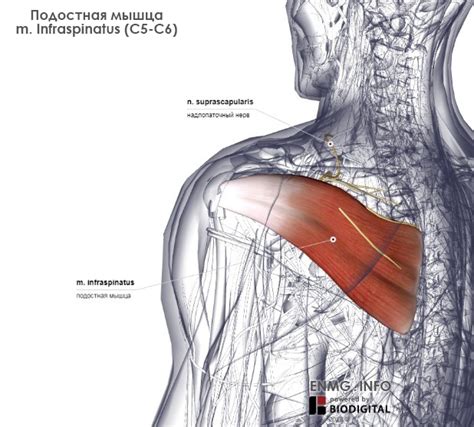 M Infraspinatus Enmginfo