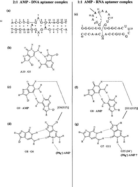 Hydrogen Bonding In Dna Base Pairs