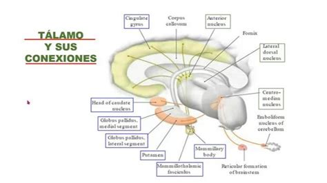 Tálamo y sus conexiones Bosque uDocz