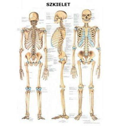 TABLICA ANATOMICZNA SZKIELET PLANSZA ANATOMICZNA Medwil