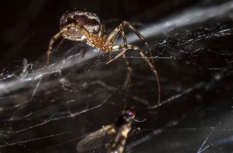 Spider Smithsonian Photo Contest Smithsonian Magazine