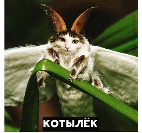 Котылек | Пикабу