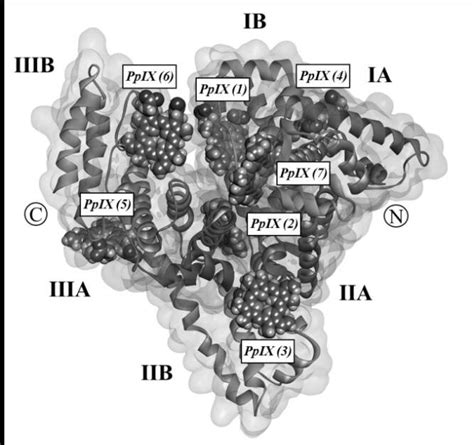 The Macromolecule Of Hsa Complexed With Pp Ix Molecules Each Subdomain