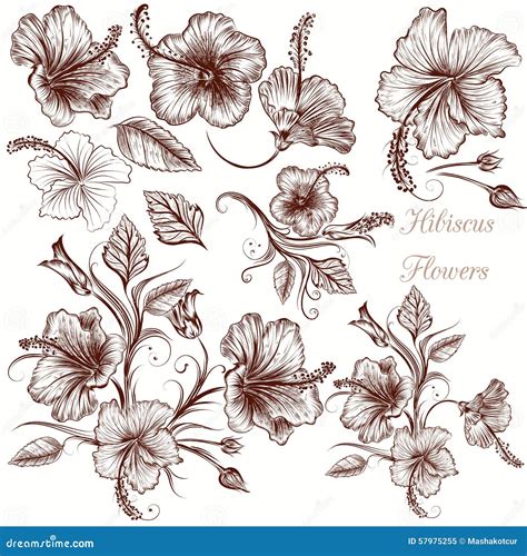 Hibiscus Flowers Vector Black Silhouettes 207777931