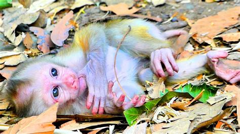 Baby Lucie Not Allow Milk From Mama Luna But Lucie Monkey Tries