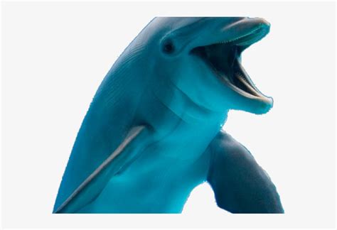 Dolphin Png Transparent Images - Common Bottlenose Dolphin Transparent ...