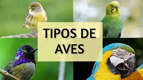 TIPOS DE AVES y su clasificación QUÉ TIPOS DE AVES EXISTEN AviarioJP