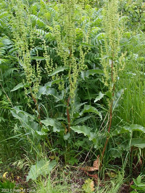 Rumex crispus (Curly Dock): Minnesota Wildflowers