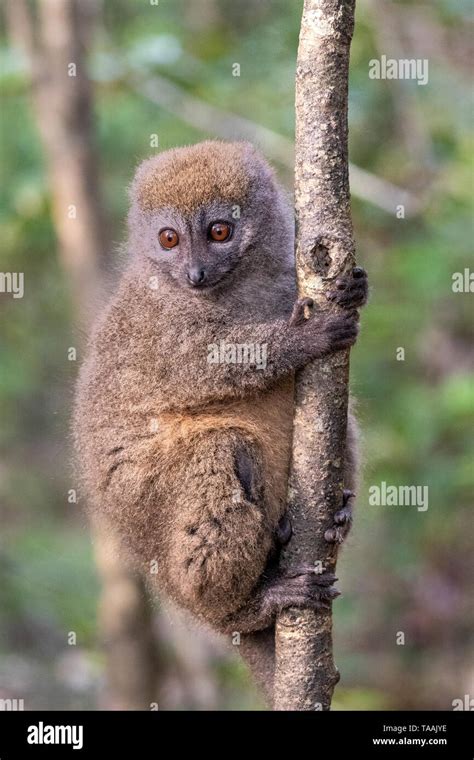 The Eastern Lesser Bamboo Lemur Hapalemur Griseus Also Known As The