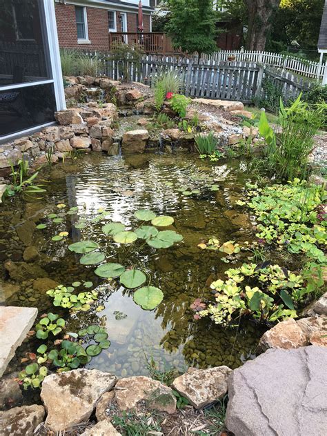 Pond Plants (Garden Pond and Terrarium plants) – DustinsFishtanks