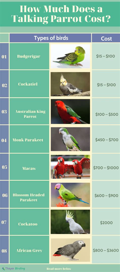 How Much Does A Talking Parrot Cost Updated In 2024