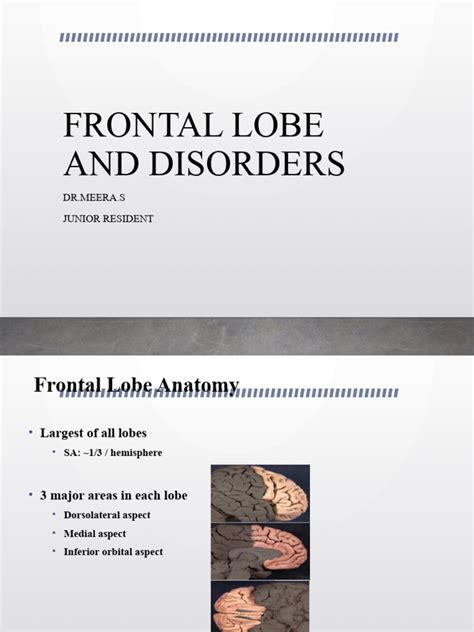 Frontal Lobe and Disorders | PDF | Cerebral Cortex | Frontal Lobe