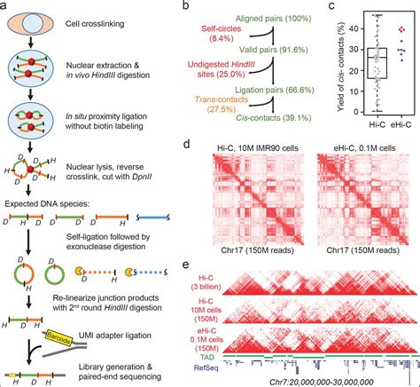 Easy Hi C A Simple Efficient Protocol For 3d Genome Mapping In Small