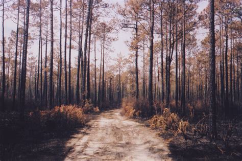 Apalachicola National Forest - Out on the Weekend