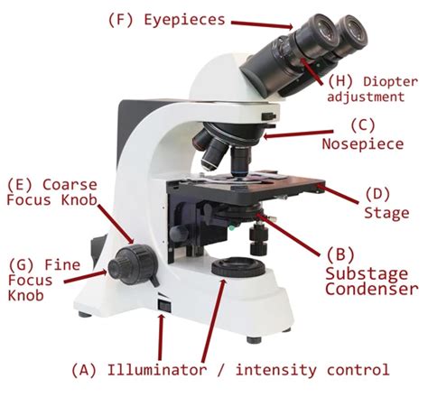 How To Adjust Light On A Compound Microscope A Step By Step Guide