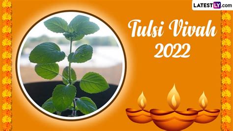 Tulsi Vivah 2022 Dos And Donts From Vastu For Tulsi Plant Placement