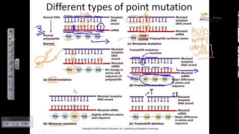 Genetic Mutation Dna Mutation Point Mutation Youtube