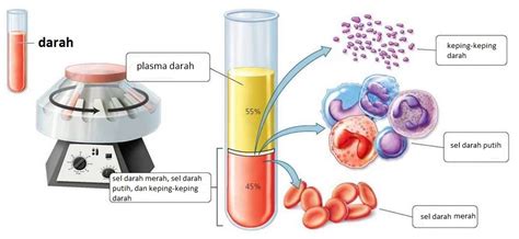 Darah Komponen Darah Fungsi Darah Dan Golongan Darah Dunia Biologi