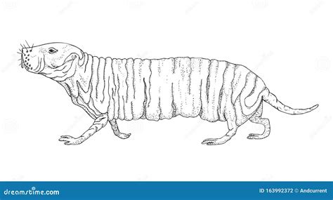 Naked Mole Rat Black Drawing Outline Image Stock Vector