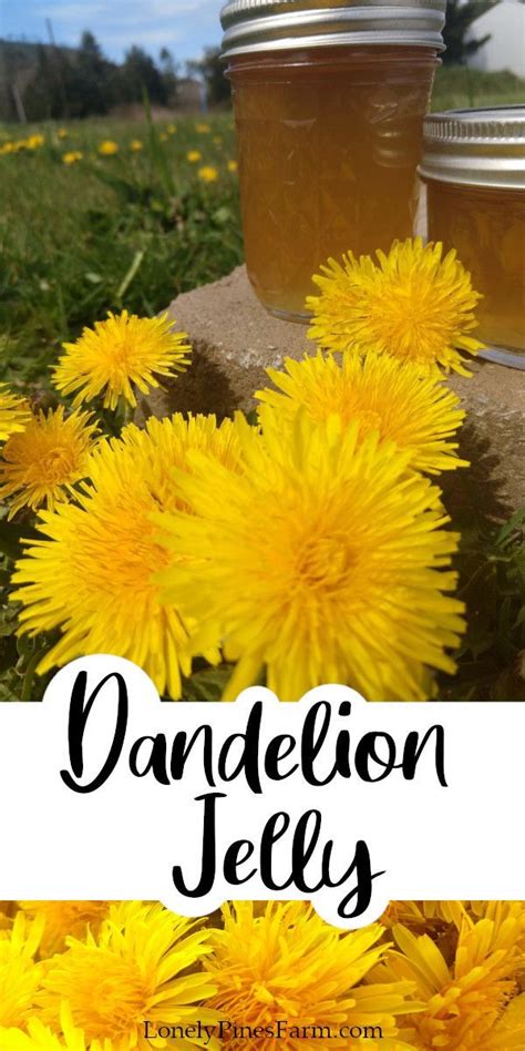 How To Make Dandelion Jelly Recipe Dandelion Jelly Dandelion