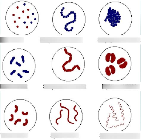 Bacterial Shapes Arrangements Diagram Quizlet