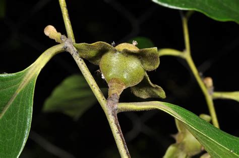 Diospyros Plant Ebenaceae Image At Phytoimages Siu Edu