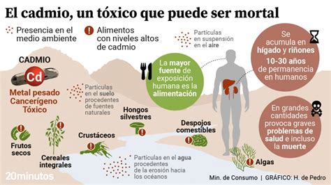 Amplificaci N Hasta Aqu Pensativo Como Afecta El Cadmio Al Medio