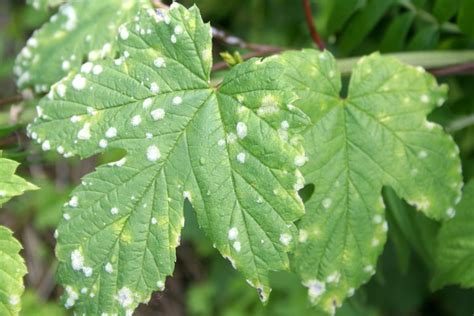 Powdery Mildew Garden Pests And Diseases Gardening Tips Thompson And Morgan