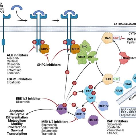 ALK Mutations And Their Impact On The Efficiency Of ALK Inhibitors