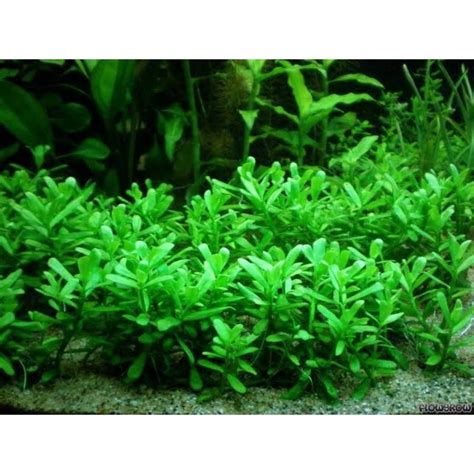 Jual Bacopa Monnieri Tanaman Air Aquascape Shopee Indonesia